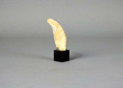 null Canine.Dent d’ours des Cavernes fossile Ursus spelaeus.Plésistocène,Env 10000...