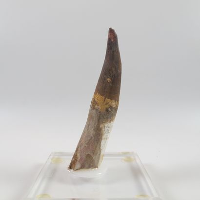 null Paleontology. Large spinosaurus tooth. 108 - 95 million years old. L 12cm. The...