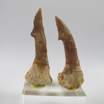 null Paleontology. Two rostral teeth of a saw shark. 65 million years old. Onchopristis...