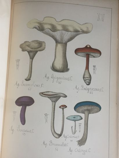 null SICARD (G.): Histoire naturelle des champignons comestibles et vénéneux. Delagrave,...