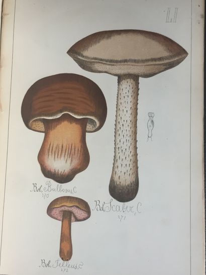 null SICARD (G.): Natural history of edible and poisonous mushrooms. Delagrave, 1884....