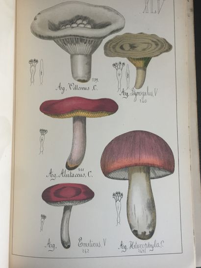 null SICARD (G.): Natural history of edible and poisonous mushrooms. Delagrave, 1884....