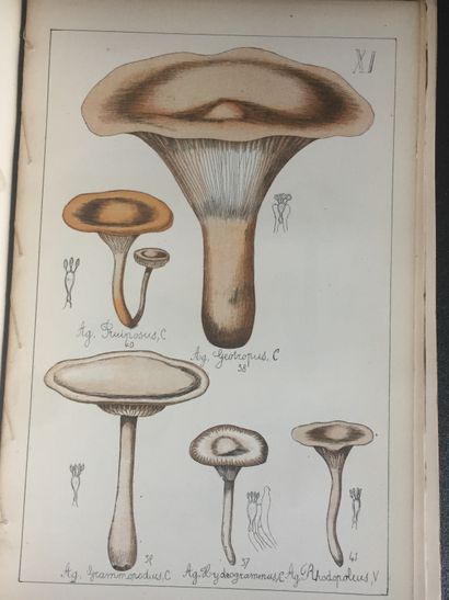 null SICARD (G.): Natural history of edible and poisonous mushrooms. Delagrave, 1884....