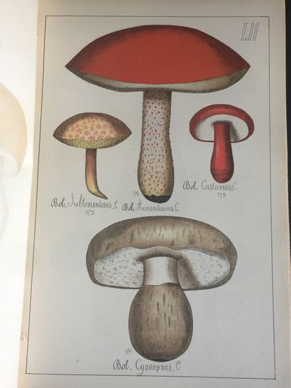 SICARD (G.): Histoire naturelle des champignons...