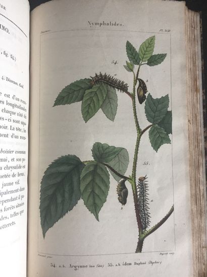 null DUPONCHEL (P.-A.-J.) and GUENEE. Iconography and natural history of caterpillars,...