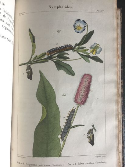 null DUPONCHEL (P.-A.-J.) and GUENEE. Iconography and natural history of caterpillars,...