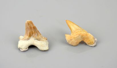 Dents de requins fossiles 
2-3 cm