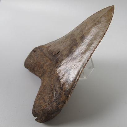 null Paleontology. Large tooth of Megalodon. Otodus megalodon. 3.6 to 23 million...