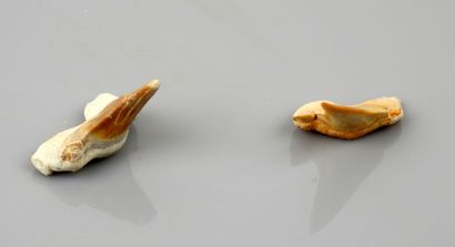 null Dents de requins fossiles


2-3 cm