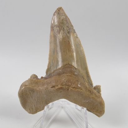 null Paleontology. Large fossilized shark tooth. 50 million years old. Otodus, probably...