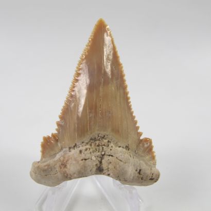 Paléontologie. Dent de Carcharodon angustidens....
