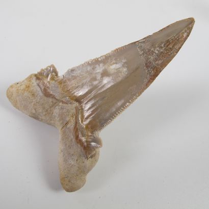 null Paleontology. Large fossilized shark tooth. 50 million years old. Otodus, probably...