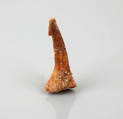 null Large tooth of saw fish predator of the lagoons of prehistory.in the state.Henv...