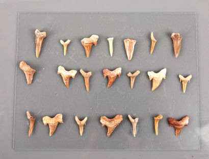  Plaque comportant un ensemble de dents de requins 
15 x 20 cm