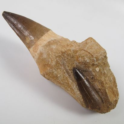 null Paleontology. Fossil tooth of Mosasaurus on fragment of jaw. 65 million years...