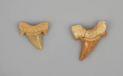 Dents de requin géant fossile ancêtre des...