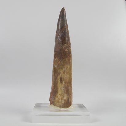 null Exceptional fossil tooth of Spinosaurus with its root. Rare. 95 - 108 million...