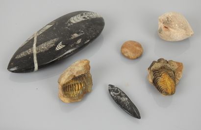 Cinq fossiles dont trilobites,orthoceras...