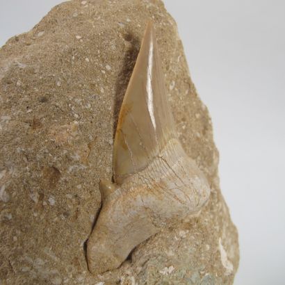 null Large fossilized shark tooth on gangue. 50 million years old. Otodus obliquus....