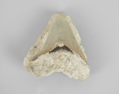 Dent fossile de requin fossile géant Carcharodon...