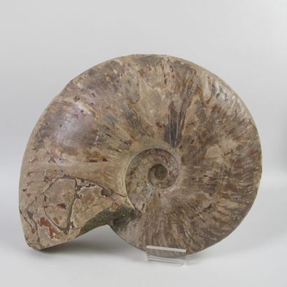 null Grande ammonite nacrée. Cleoniceras. 100 millions d’années. L 21cm. En l’état....