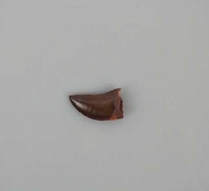 null Fine tooth of tyrannosaurus from the old world.Can be mounted in jewel.Cretaceous.Cenomanian.

About...