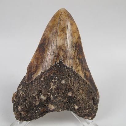 null Fossilized tooth of giant shark Megalodon (Carcharodon megalodon). 3.6 to 23...