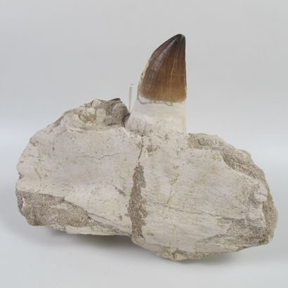 null Dent fossile de Mosasaure sur fragment de mâchoire. 65 millions d’années. H....