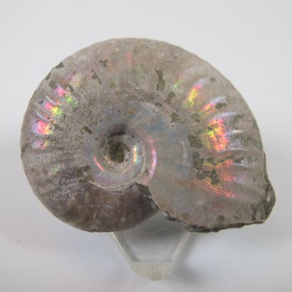 null Paléontologie. Quatre ammonites nacrées opalescentes. Cleoniceras. 100 millions...