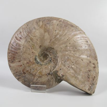 null Large pearly ammonite. Cleoniceras. 100 million years old. L 21cm. In the state....