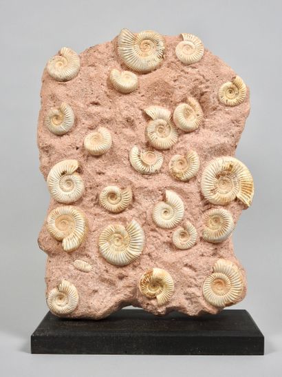 Groupe d’ammonites sur gangue mésozoïque.

Madagascar.H...