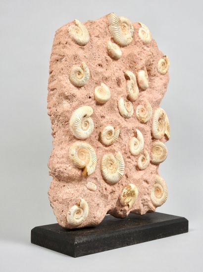 null Groupe d’ammonites sur gangue mésozoïque.

Madagascar.H : env 60 cm.
