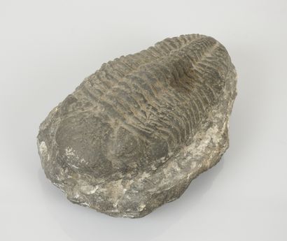 null Trilobite Phacops rana.

Devonian ca. 350 million years old Sahara border.

L...