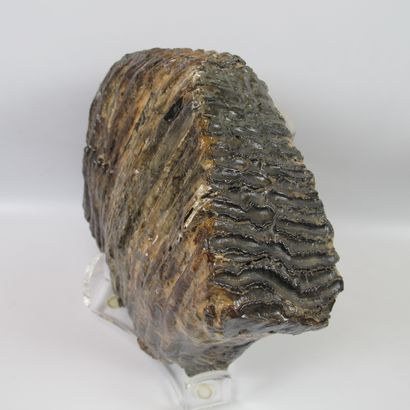 Grande molaire fossile de Mammouth. Mammuthus...