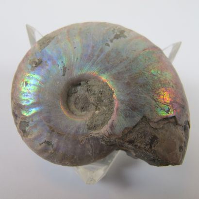 null Paleontology. Four opalescent pearly ammonites. Cleoniceras. 100 million years....