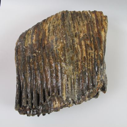 null Grande molaire fossile de Mammouth. Mammuthus primigenius. 200 000 à 10 000...
