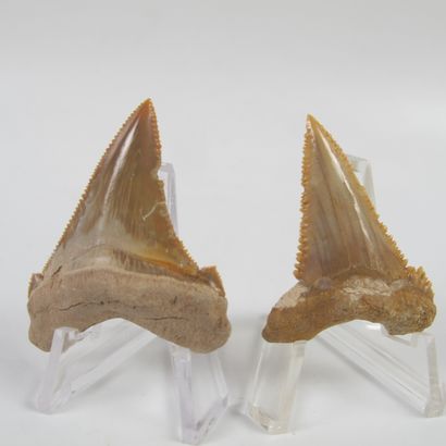 null Two fossil teeth of Carcharodon angustidens. 3.6 to 23 million years old. H...