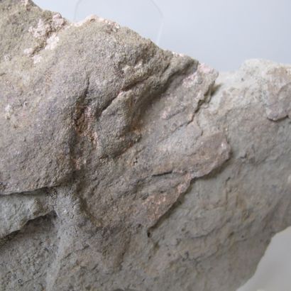 null Fossil footprint of a dinosaur. Probably juvenile Grallator. 200 million years...