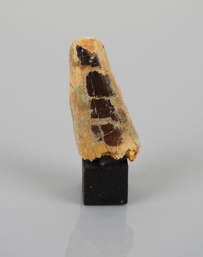 null Tooth of Spinosauraus large giant predatory dinosaur with thermal sail. 

Seen...