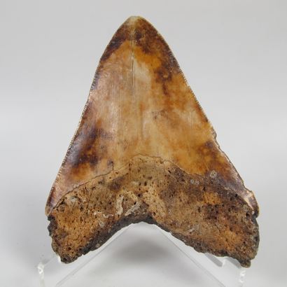 Dent fossilisée de requin géant Megalodon...