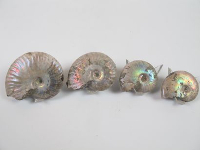 null Paleontology. Four opalescent pearly ammonites. Cleoniceras. 100 million years....