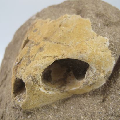 null Crâne fossile de tortue (Lytoloma elegans) 65 millions d’années

Sur gangue

Crâne...