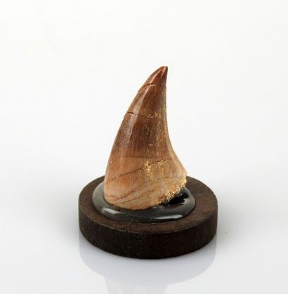 null Tooth of mosasaur sea monster of the prehistoric seas of the era of the dinosaurs

3...