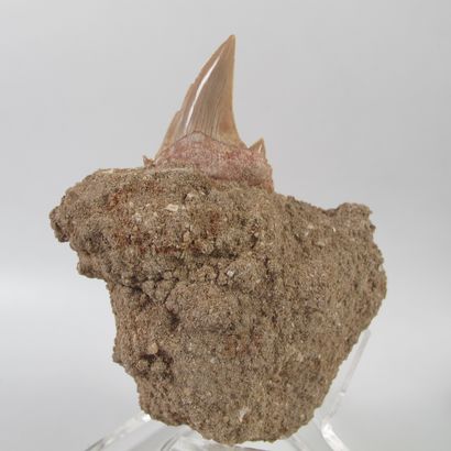 null Fossil shark tooth Carcharodon angustidens 3.6 to 23 million years old

On gangue...
