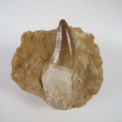 null Dent fossile de Mosasaure sur gangue 65 millions d’années

Environ 7 cm avec...