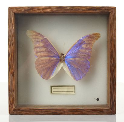 
Papillon violet dans un cadre

16 cm
