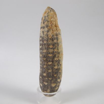 null Large pine cone fossil 34 - 56 million years old

74 mm Conifer family Equisetaceae...