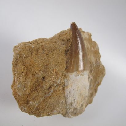 null Fossil tooth of Mosasaurus on gangue 65 million years

About 7 cm with the root

Predatory...