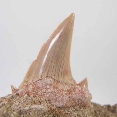 null Fossil shark tooth Carcharodon angustidens 3.6 to 23 million years old

On gangue...
