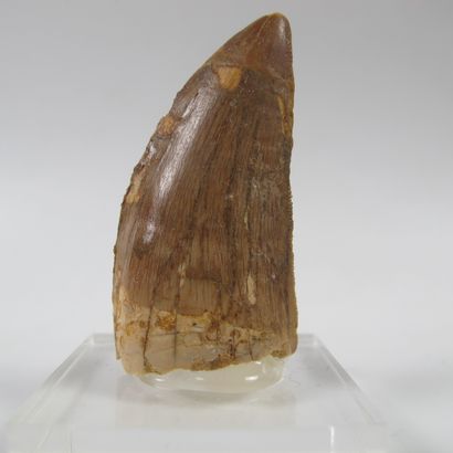null Fossil tooth of Tyrannosaurus Carcharodontosaurus 93 - 98 million years

5 cm

As...